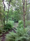 Bosleerpad 1