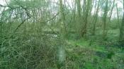 Zo groen als gras