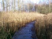 zelfs een plankenpad