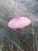 Herfst tafereel ter hoogte van de cache