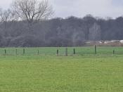 Tussen twee weilanden