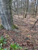 Rechtsonder
