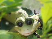 FroschvomTal AVATAR 