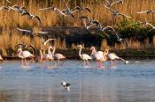Flamingos / Zwillbrocker Venn