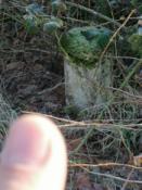Logfoto OB1A41