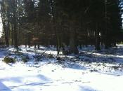 Leuk snow