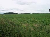 omgeving