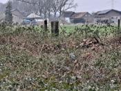 Aan de bosrand