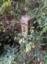 Grens paal