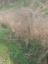 Paal