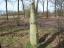 Groene paal